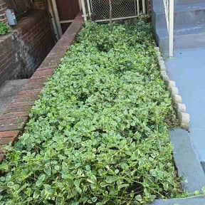 Flower Bed Weeding by Yardly lawn care reviewed on August 31, 2026