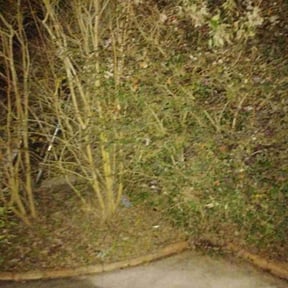 Bush Trimming by Coach A Lawn Care reviewed on December 17, 2025