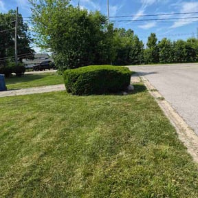 Bush Trimming by Luckys Lawn Care reviewed on June 23, 2026
