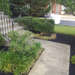 Bush Trimming by Green Dream Lawn reviewed on August 18, 2025