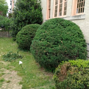 Bush Trimming by Michael lawn services reviewed on August 16, 2025