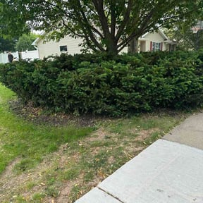 Bush Trimming by Scott's Landscape and pool service reviewed on June 8, 2026