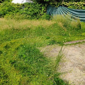 Leaf Removal by Carbon Dioxide Recyclers reviewed on August 27, 2026