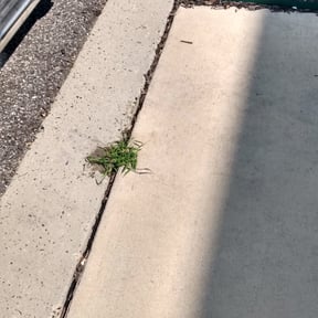 Flower Bed Weeding by Emery's pristine landscaping reviewed on August 14, 2025