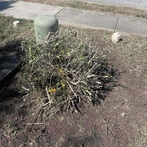 Bush Trimming by Property Punchout Solutions,LLC reviewed on November 7, 2025