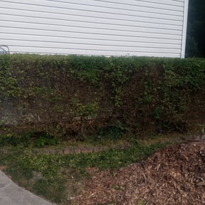 Bush Trimming by Diaz landscaping LLC reviewed on August 15, 2025