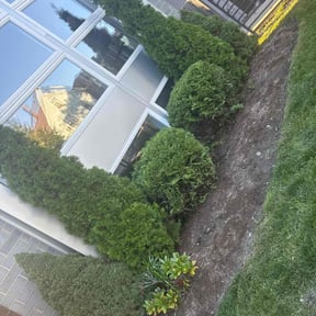 Bush Trimming by Nick Poole Home Services reviewed on October 24, 2025