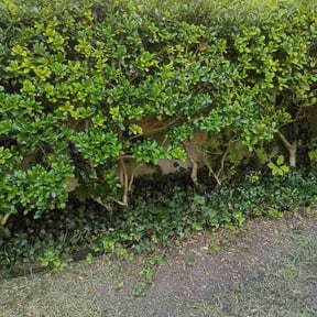 Bush Trimming by ILR Lawncare reviewed on July 25, 2026