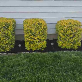 Mulching by A1 LANDSCAPING reviewed on April 18, 2026