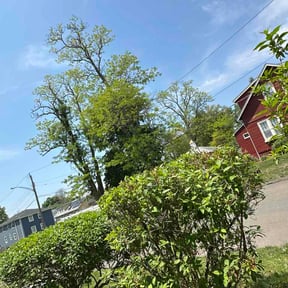 Bush Trimming by Sasquatch Landscaping and Design reviewed on May 15, 2026