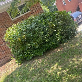 Bush Trimming by Alux rental’s LLC reviewed on August 16, 2025