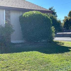 Bush Trimming by Three E's Lawn Care LLC. reviewed on August 18, 2025