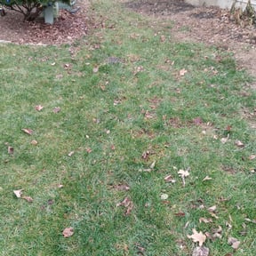 Leaf Removal by Precision Cuts Lawn Care reviewed on October 1, 2025