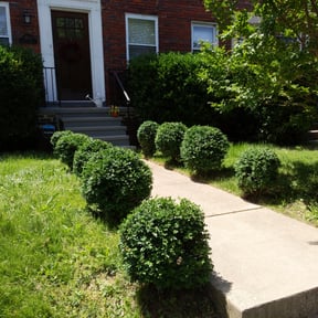 Bush Trimming by Alwaysready landscaping reviewed on August 18, 2025