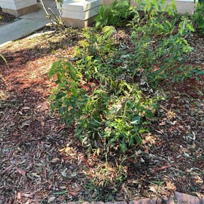 Flower Bed Weeding by Aaron's Happy Home &amp; Lawns reviewed on September 14, 2026