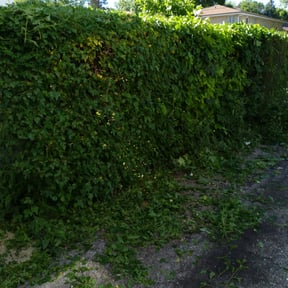 Bush Trimming by Lindsay’s lawncare reviewed on August 17, 2025