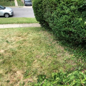 Bush Trimming by Sonia's Lawncare reviewed on November 10, 2021