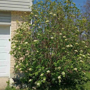 Bush Trimming by A-Z Land Care reviewed on April 29, 2026