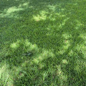 landscaping services by All Is On Lawn Services reviewed on August 19, 2025
