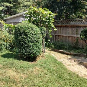 Bush Trimming by KingWay outdoor/inside lawn service, flowersbeds,pressure wash,painter reviewed on August 19, 2025