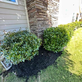 Mulching by C&T's Cleaning Solution LLC reviewed on August 16, 2025