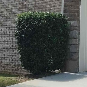 Bush Trimming by Just us landscaping LLC reviewed on August 19, 2025