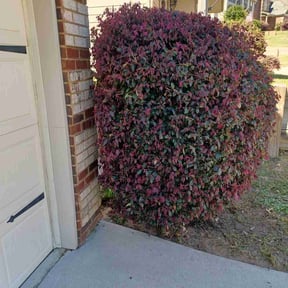 Bush Trimming by E&M Landscaping reviewed on August 20, 2025