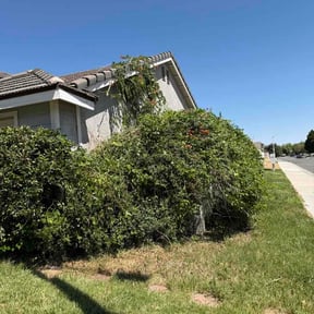 Bush Trimming by Arn's Lawn Maintenance reviewed on August 3, 2026
