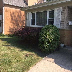 Bush Trimming by Smack Down lawns and tractor services reviewed on August 14, 2025
