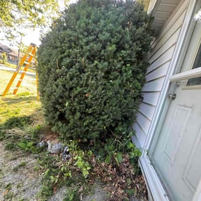 Bush Trimming by LawnGoals reviewed on June 7, 2022