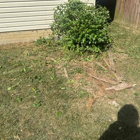 Bush Trimming by The lawn Service,LLC reviewed on July 17, 2025