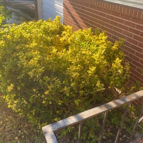 Bush Trimming by H&P Lawn & Landscaping, LLC reviewed on August 18, 2025