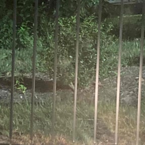 Bush Trimming by Grass Medics reviewed on August 19, 2025