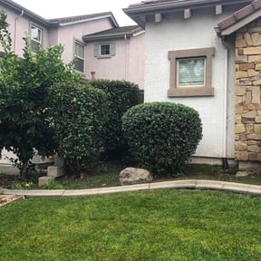 Bush Trimming by 765 lawn care reviewed on December 11, 2025