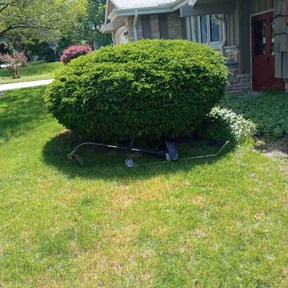 Bush Trimming by Sheds Lawn Care reviewed on August 16, 2025