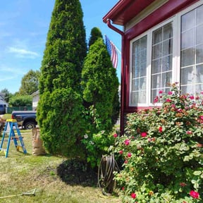 Bush Trimming by Hogman and Sons Lawncare Plus reviewed on August 15, 2025