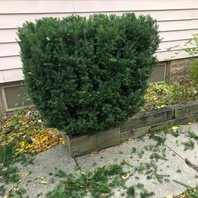 Bush Trimming by So 1000 Lawn and Landscape reviewed on August 20, 2025