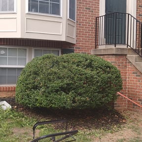 Bush Trimming by Connected Living United reviewed on August 19, 2025