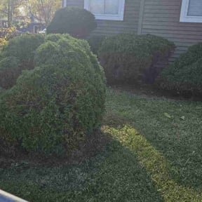 Bush Trimming by Young's Lawn Care Services reviewed on August 21, 2025
