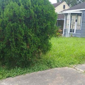 Bush Trimming by Dominic's Lawncare LLC reviewed on July 11, 2025