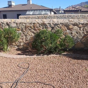 Bush Trimming by Dreaming Tree Lawns reviewed on January 8, 2026