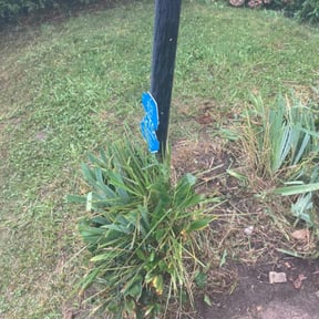 Bush Trimming by Alcazar Landscaping reviewed on August 15, 2025