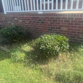 Bush Trimming by Steves Lawn Service reviewed on August 4, 2026