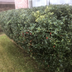 Bush Trimming by Hermitage Lawn Care reviewed on August 18, 2025