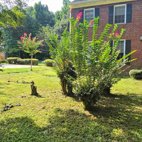 Bush Trimming by Nick and Luca Lawn Services LLC reviewed on August 21, 2026