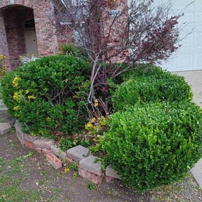 Bush Trimming by HRF Lawn Care Plus reviewed on August 16, 2025