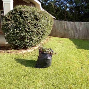 Bush Trimming by Wright&#039;s Landscaping reviewed on October 21, 2025