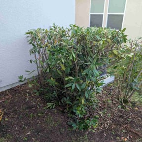 Bush Trimming by Dad's lawn care reviewed on October 23, 2025