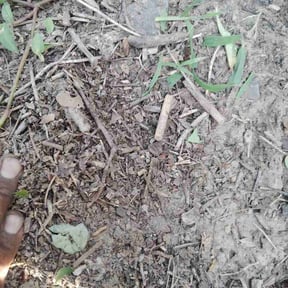 Flower Bed Weeding by Zach's Lawn Service reviewed on July 23, 2026