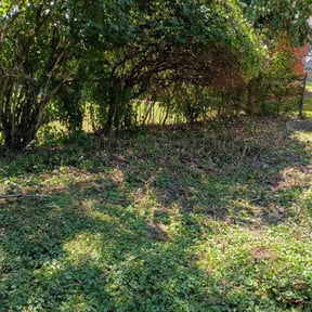 Bush Trimming by Lindenwald lawncare reviewed on October 23, 2025